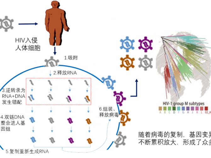 变形金刚—艾滋病病毒