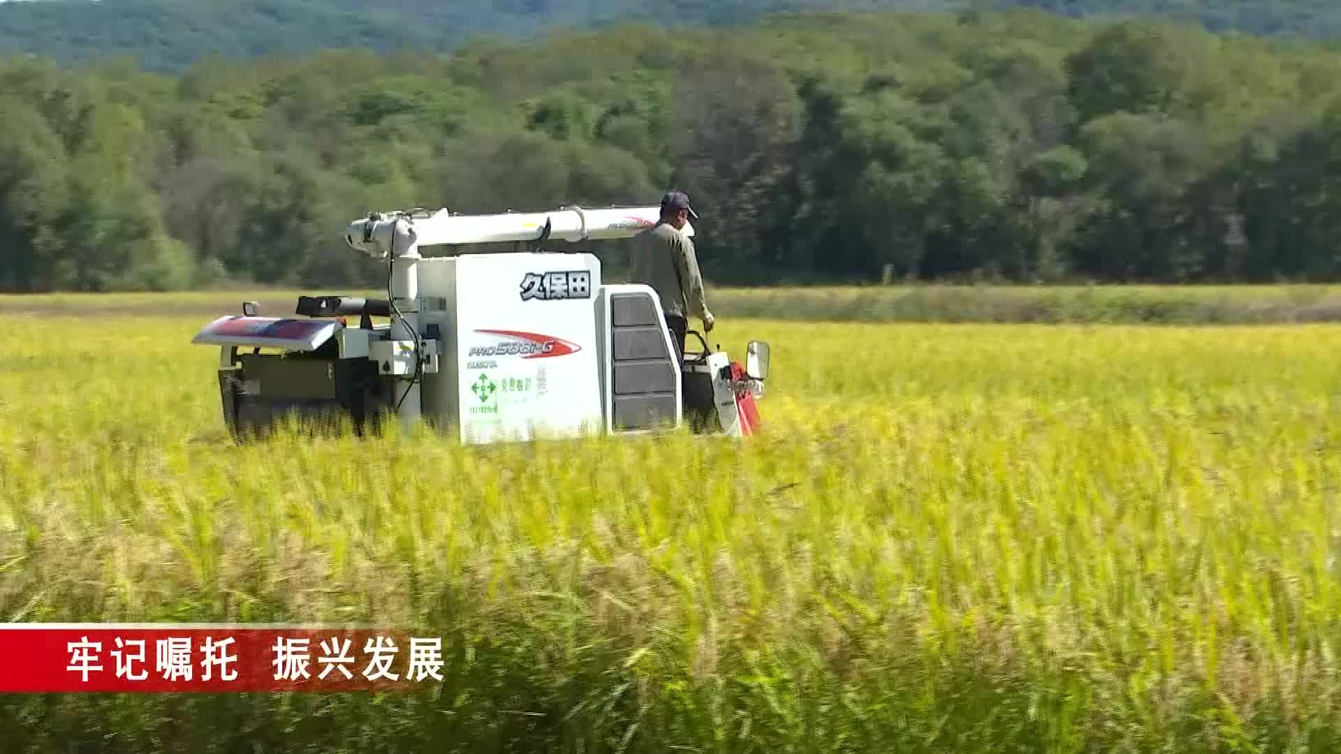 【柳河新闻】  我县不断发展粮食产业 夯实农业基础地位