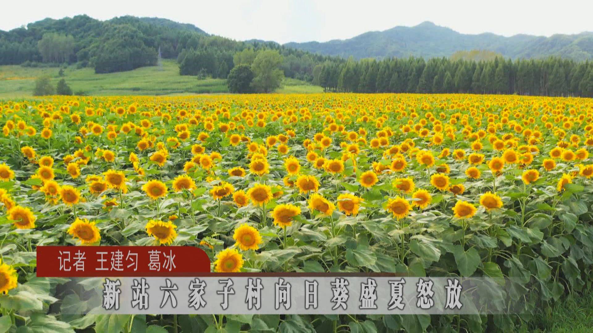 蛟河市新站镇六家子村向日葵盛夏怒放