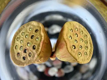 被偷摘的网红并蒂莲，有新消息！