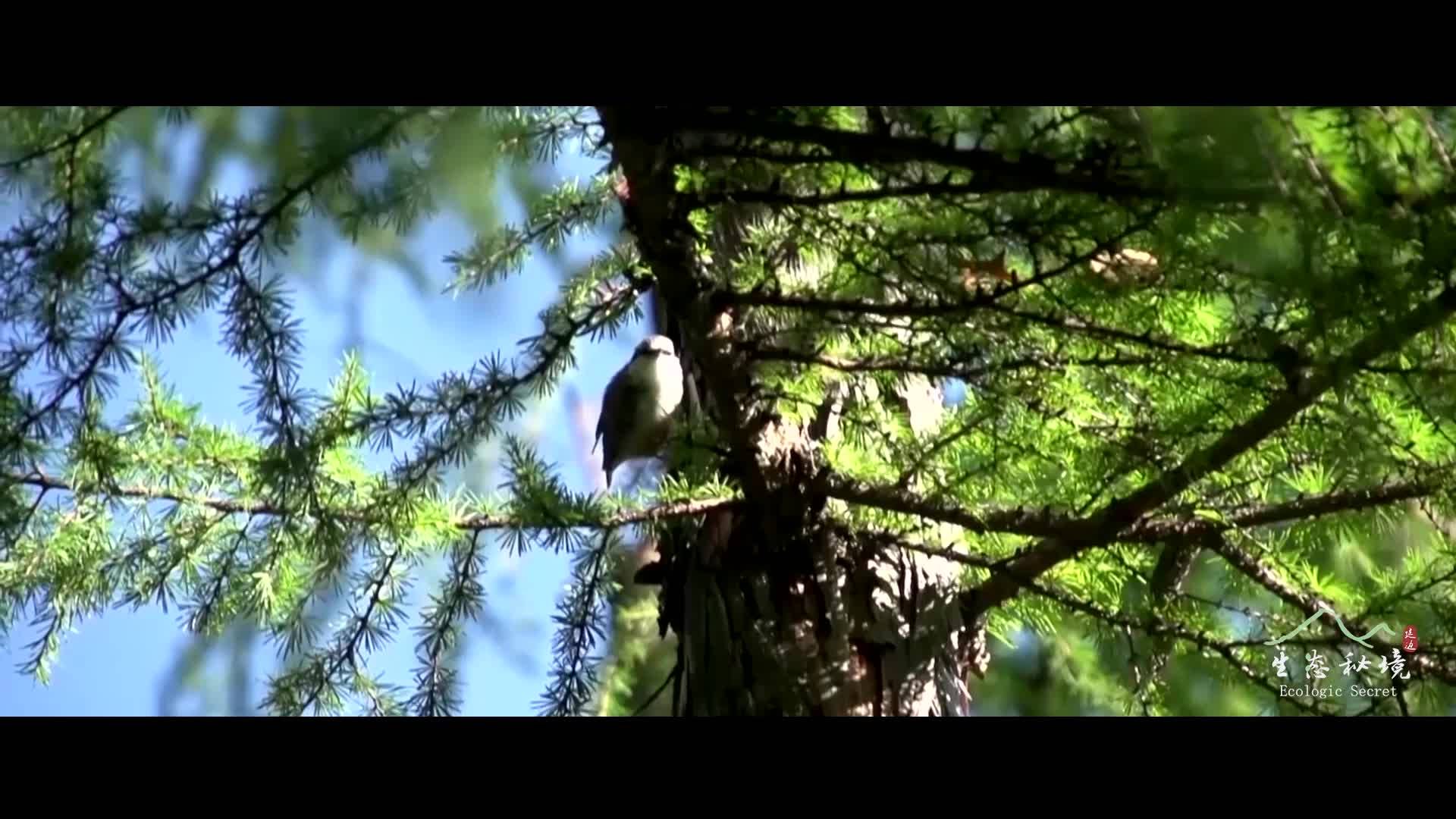 【美丽中国鲜到延边】生态秘境-帽儿山