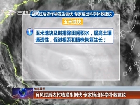 【信息提示】台风过后农作物发生倒伏 专家给出科学补救建议