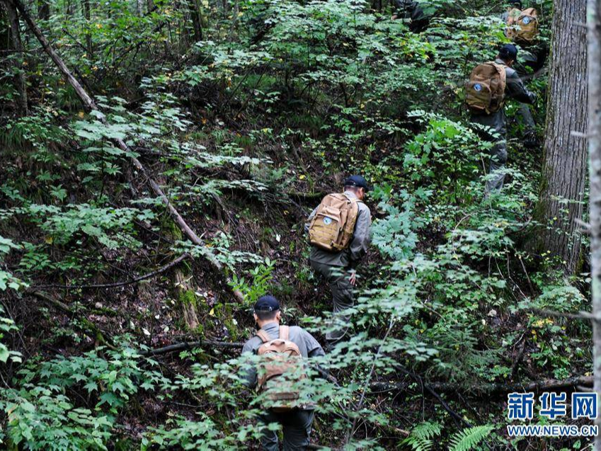 与熊为邻，守护山林——走近长白山自然保护区巡护员