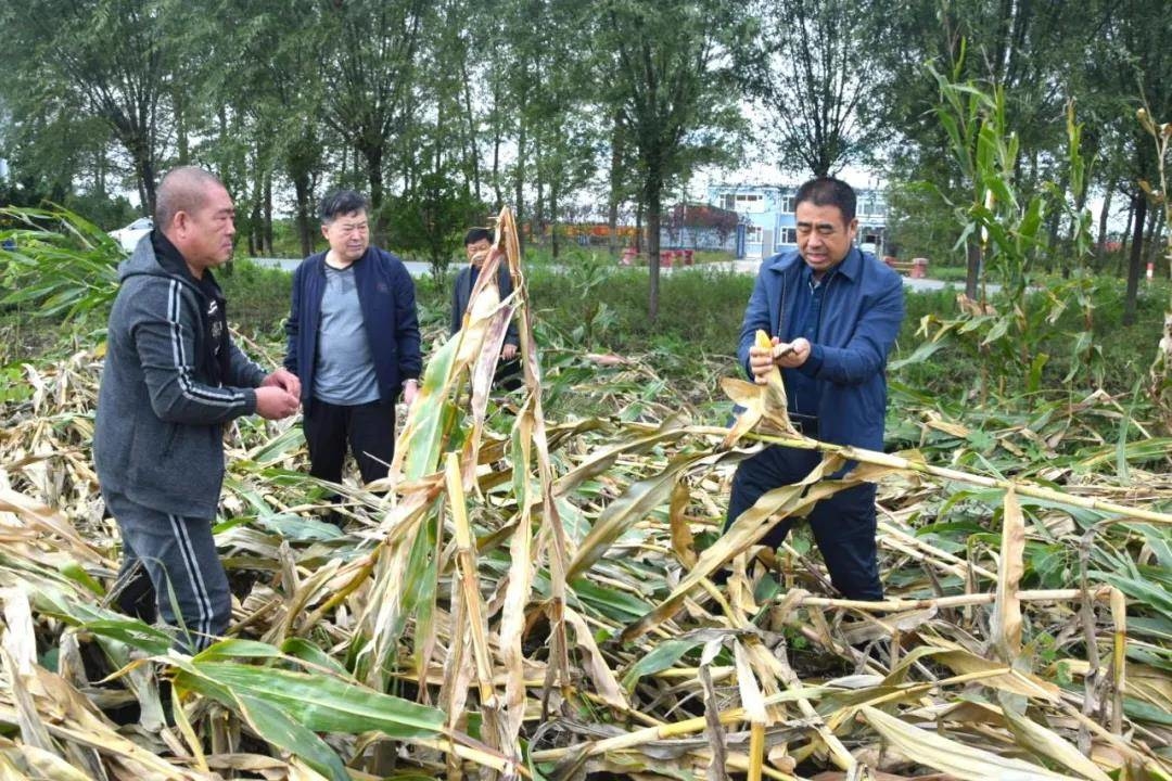 赵立宝到大岭镇崔家村察看玉米倒伏情况现场指导贫困户抗灾自救