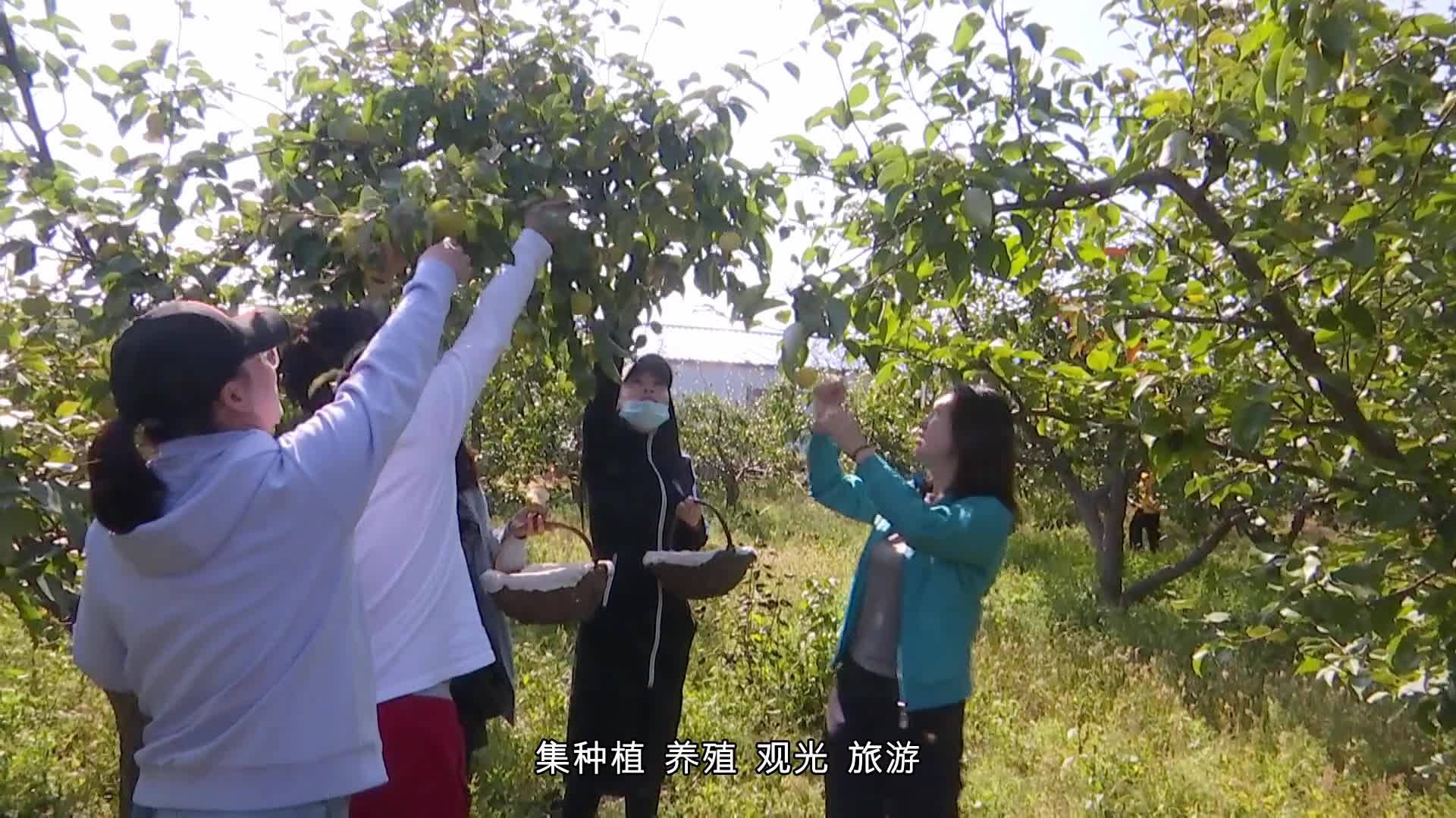 梨花美 梨果乡 伊通梨花谷喜迎采摘月