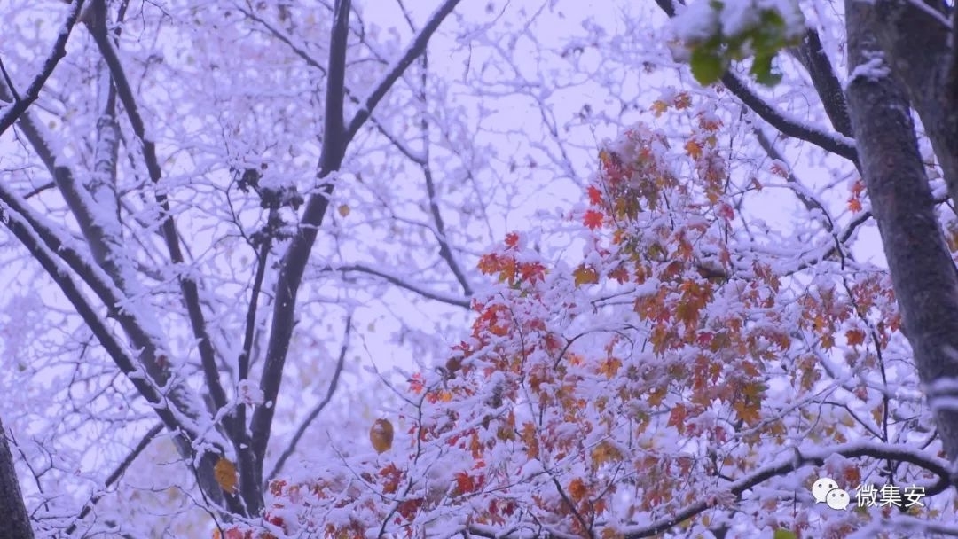 十一假期 集安的这场雪惊艳了五彩的深秋……