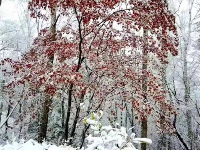 临江 | 老秃顶子深秋初雪现美景