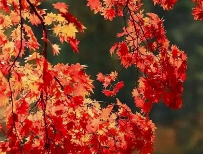 图集丨红叶缱绻，秋色妩媚