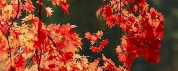 图集丨红叶缱绻，秋色妩媚