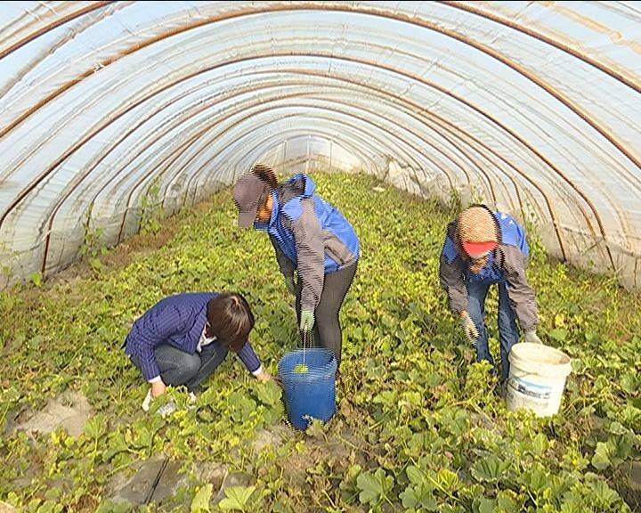 长岭新闻2020年10月19日