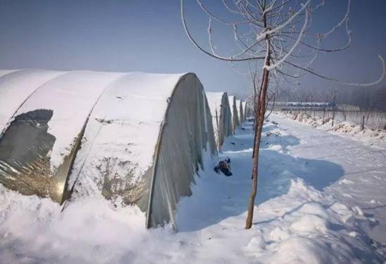 农业农村局提醒农户做好降雪降温安全防范