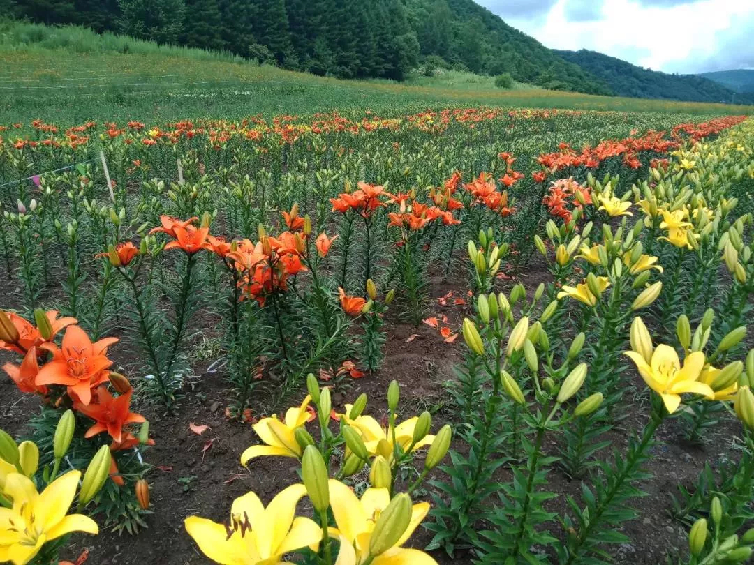 江源区：后葫芦村发展雪菊种植帮助农民增收