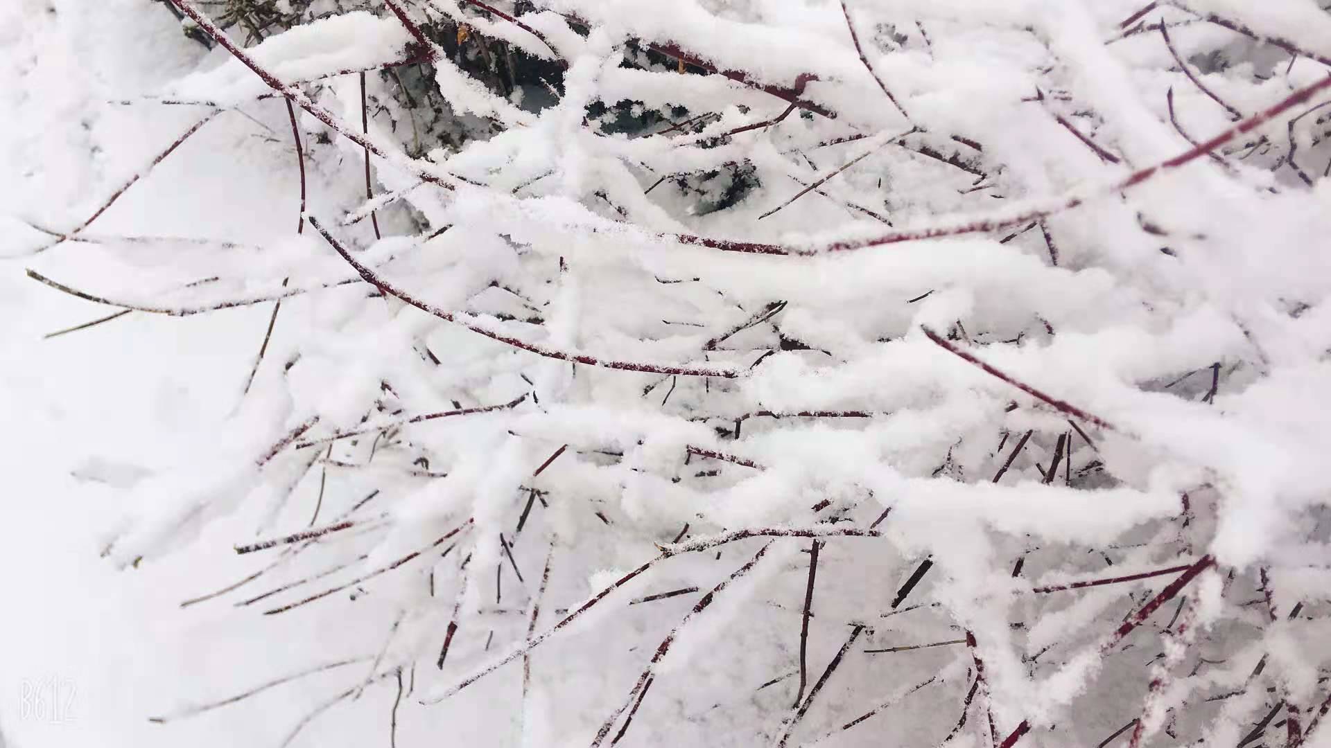 14-15日有中到大雪 雪后气温明显下降且风力大