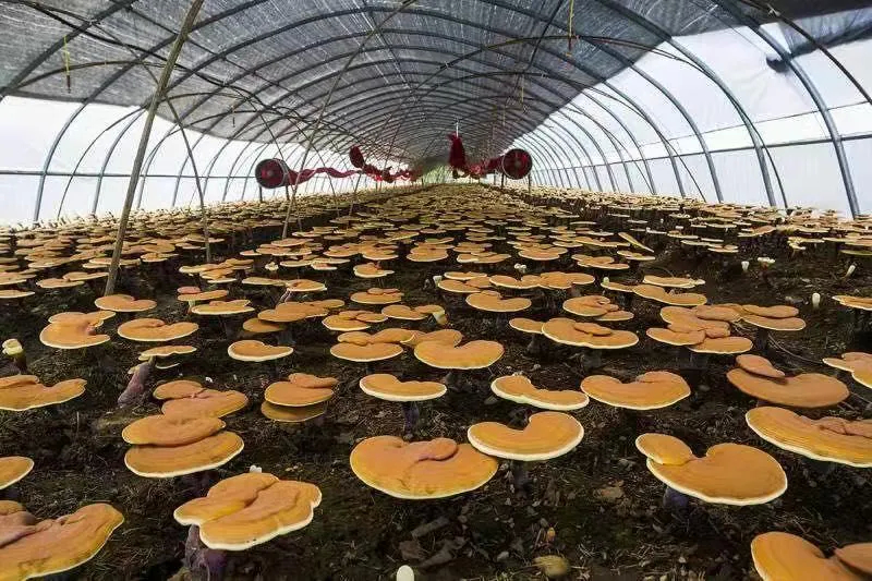 奋斗百年路 绿色白山梦|长白党建引领促振兴
