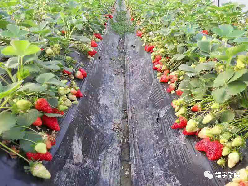 靖宇县：蔬菜科学种植 勤劳致富有道