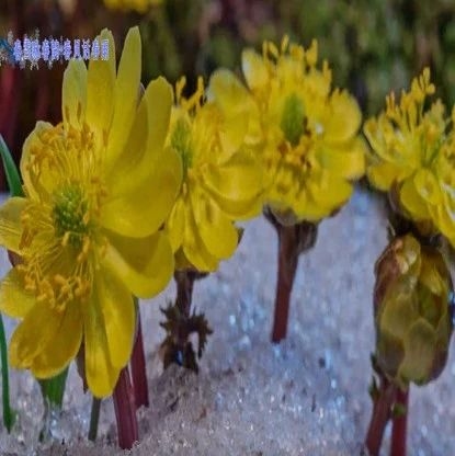 长白春雪·春之花