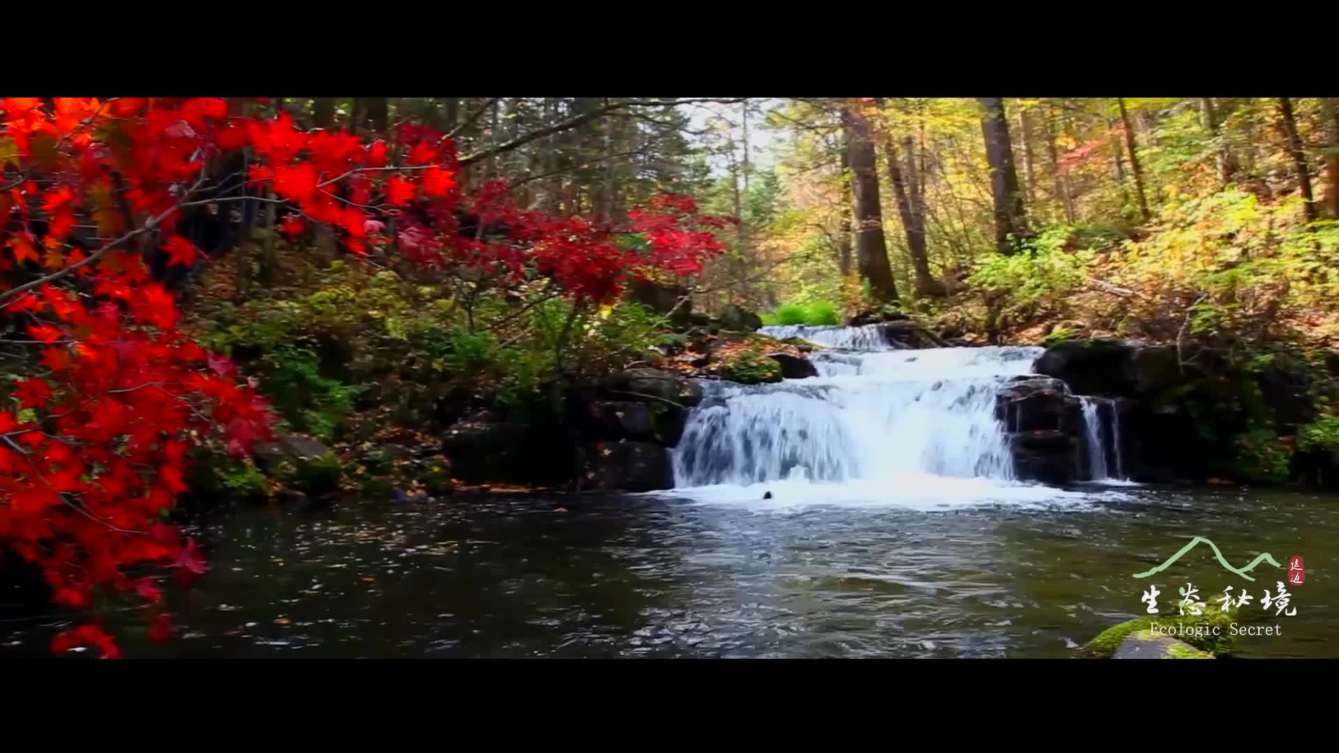 【视频】美丽中国·鲜到延边！五花山色，林间胜景！