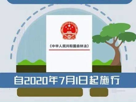 图解 | 一图读懂新修订的《森林法》