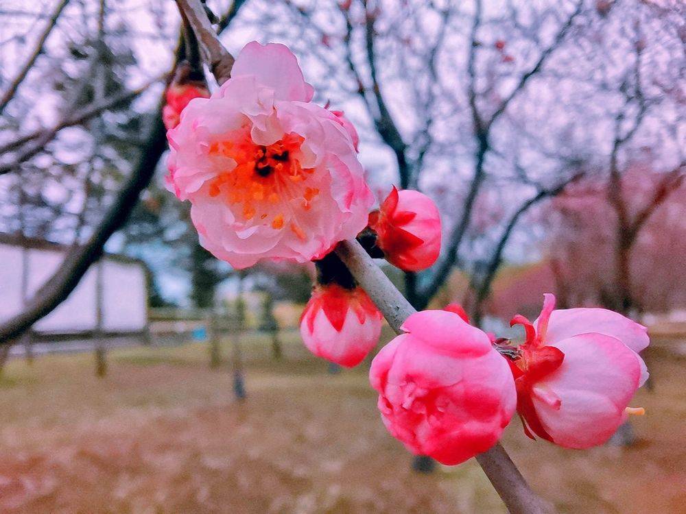 梅园花开  每天都有不一样的风景