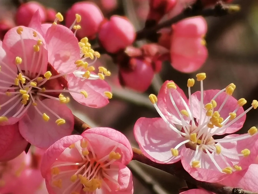 春日临江 花开满城