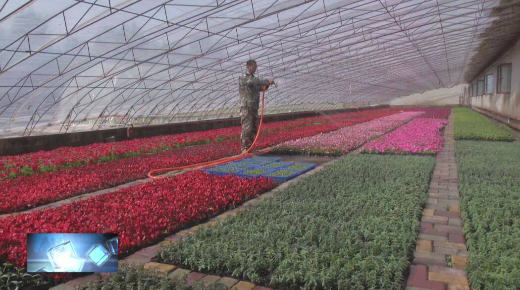 镇赉县园林管理中心培育花苗扮靓城市