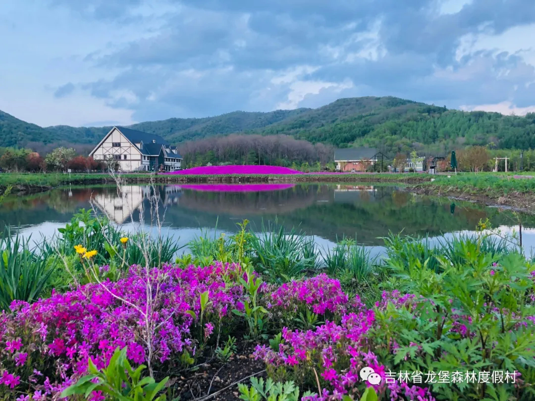 相约龙堡 芝樱花海