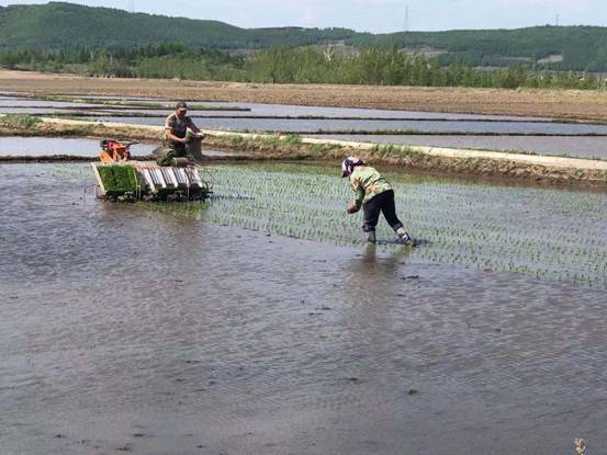 敦化市沙河沿镇规模化发展水稻产业促进农民持续增收