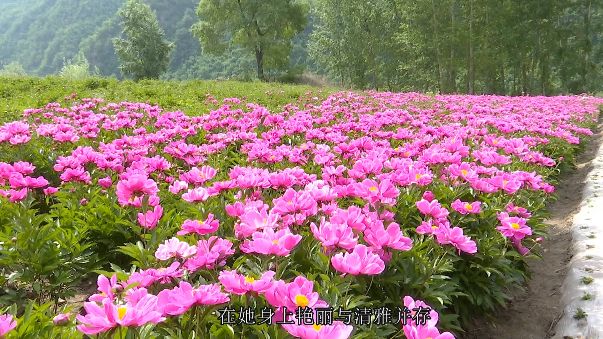 芍药花开——尽显群芳之相（6月11日首播）