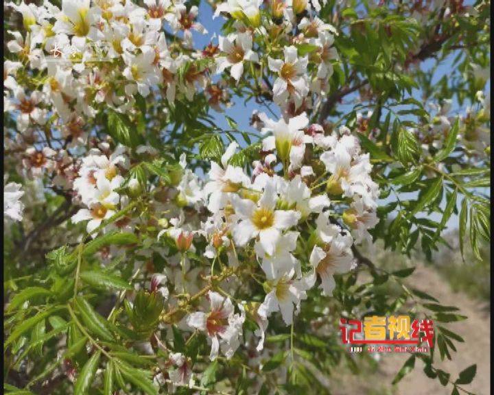 【记者视线】文冠果花开的时候
