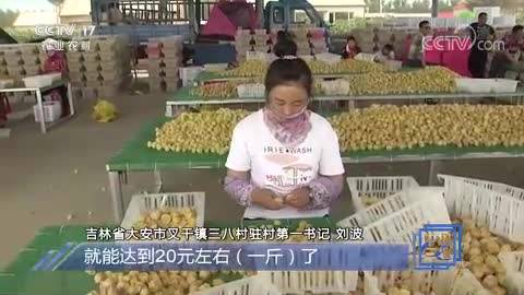 乡村振兴在路上 吉林大安：特色黄菇娘 致富“黄金果”