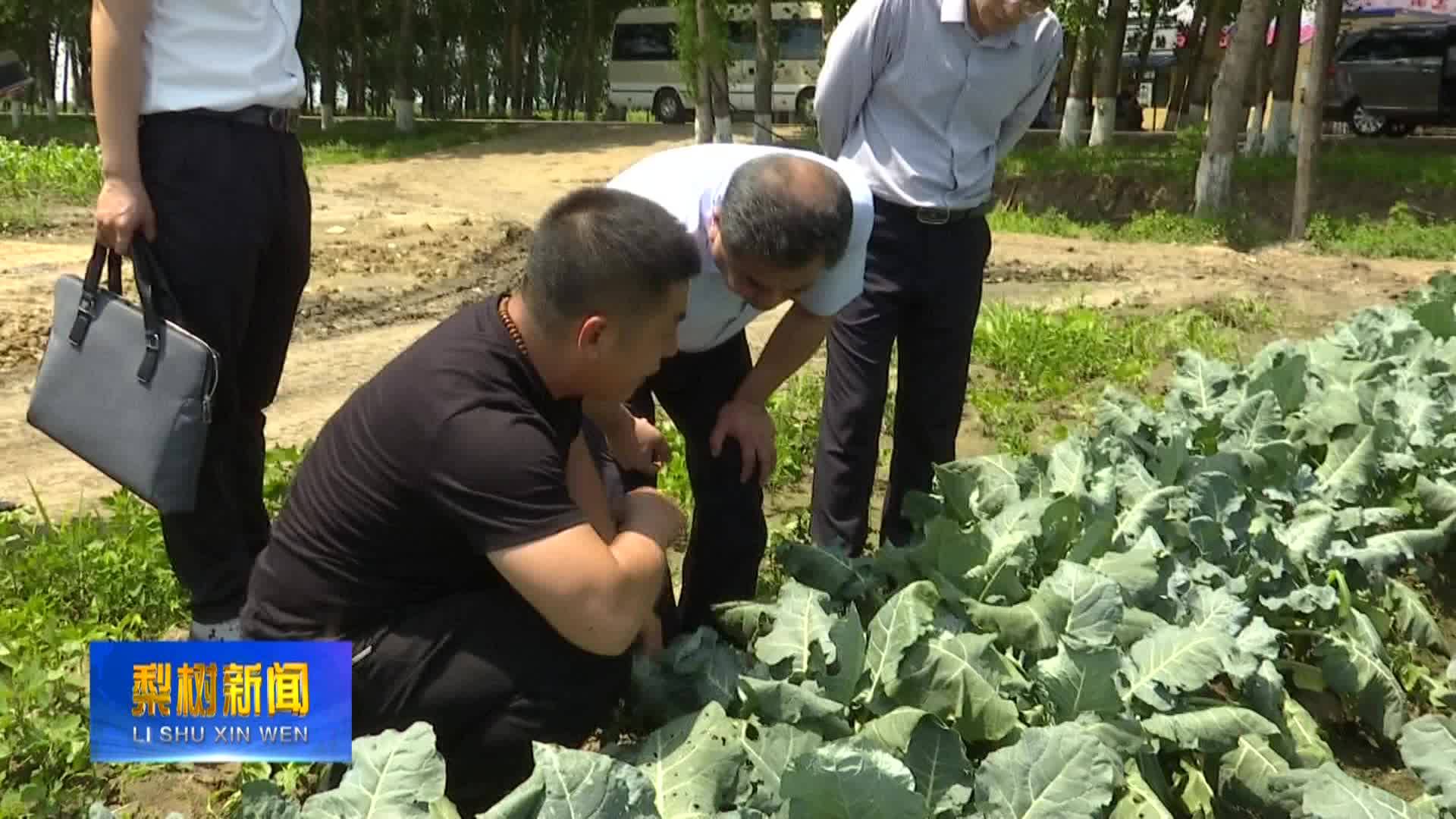 市委常委、副市长陈强来我县调研