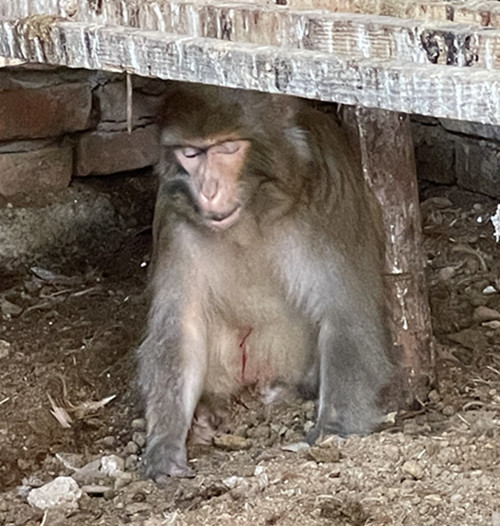 龙井市林业局成功救助国家二级保护动物猕猴