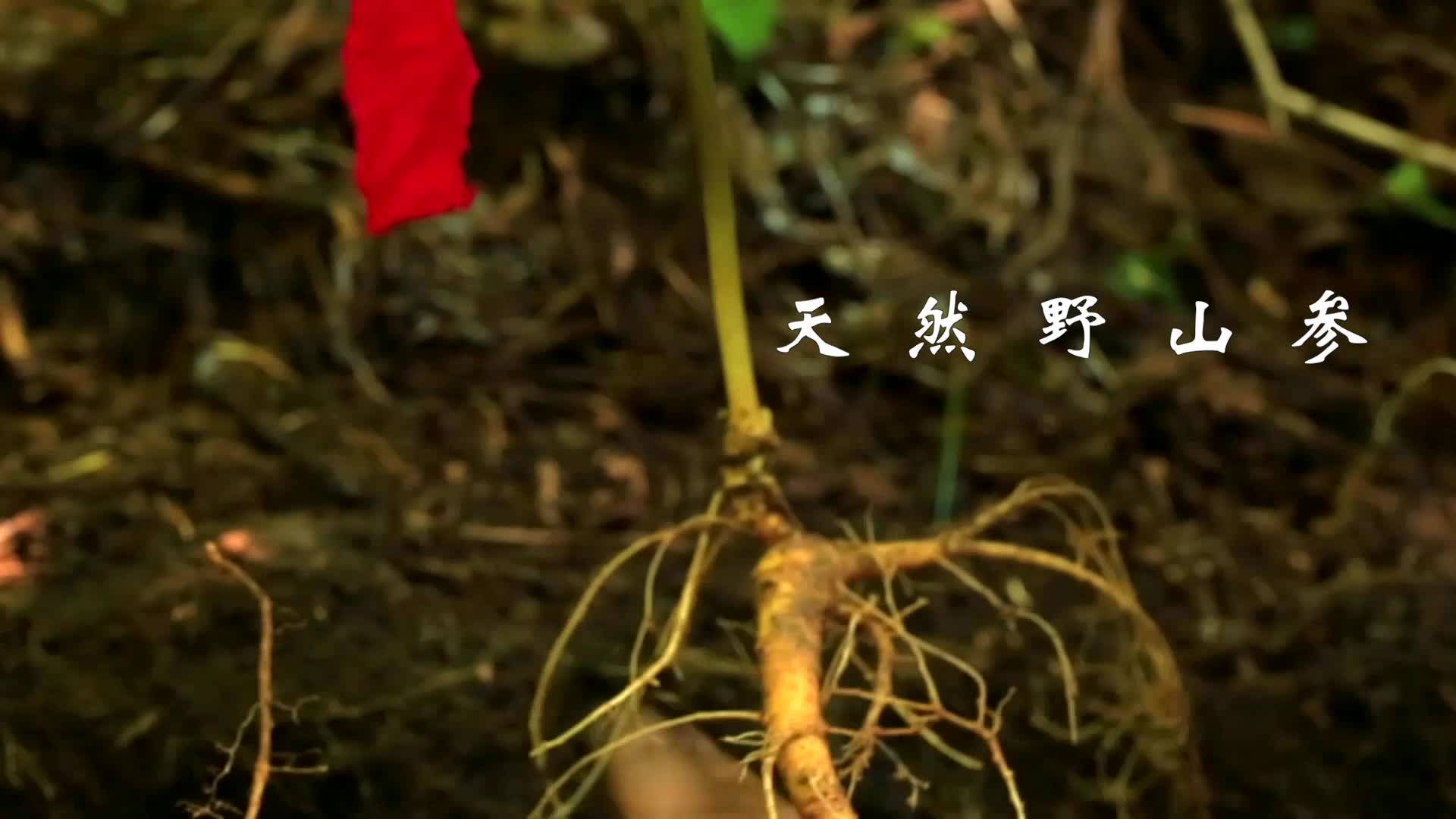 【一百秒·一座城】美丽白山 金山银山