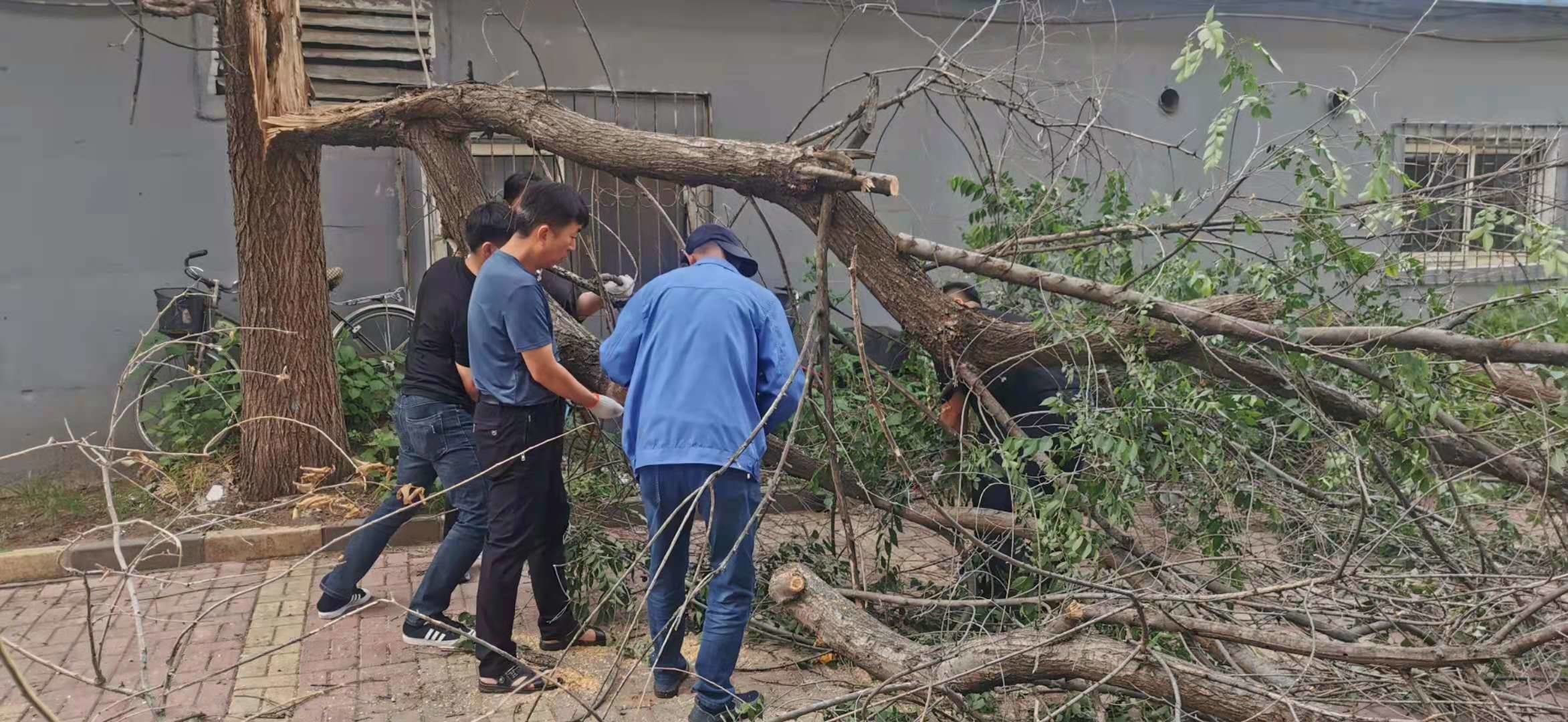 延盛社区：处理倒塌树木 排除安全隐患