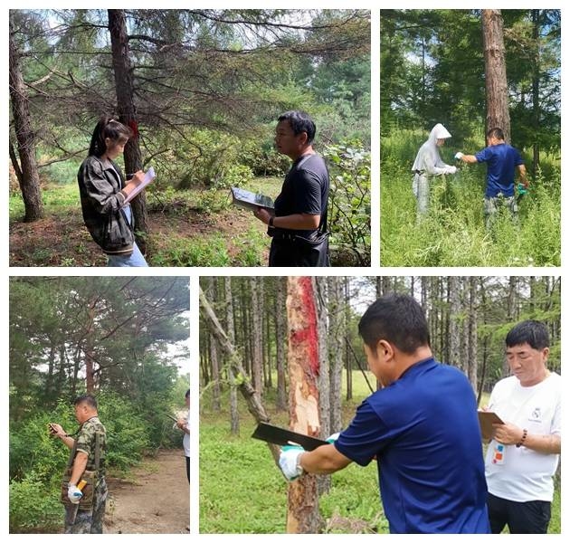 依兰镇林业部门积极开展森林病虫害防治工作