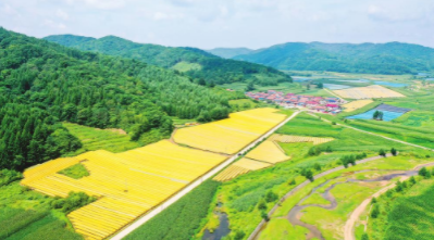 扛稳粮食安全重任 筑牢乡村振兴基石 ——我省实施乡村振兴战略综述