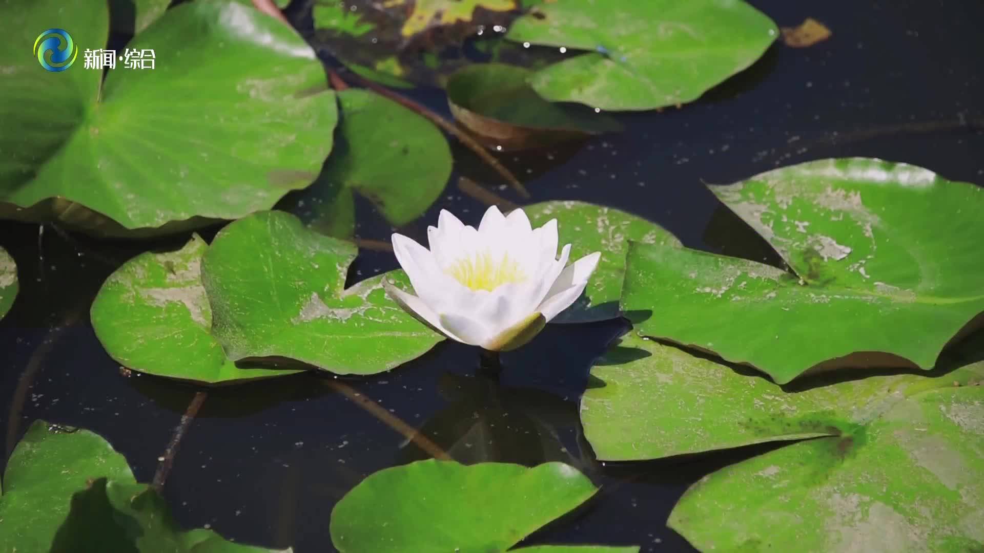 映日荷花别样红