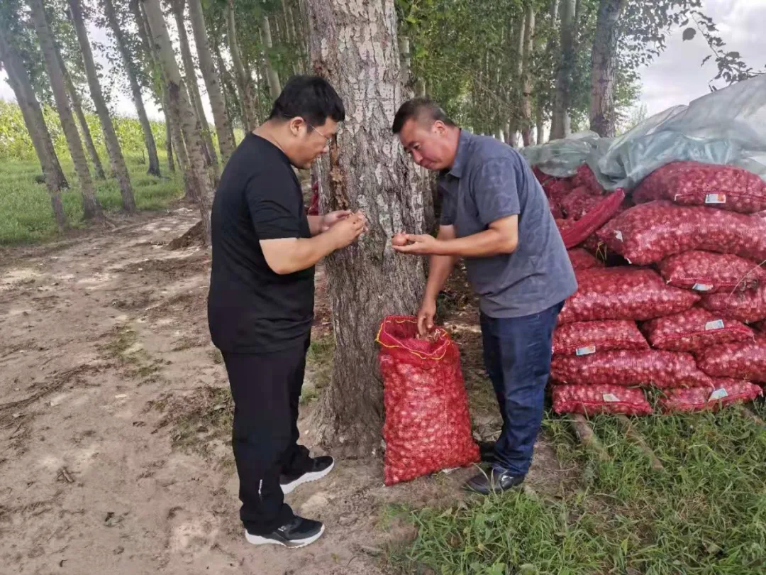 【奋斗百年路 启航新征程·同心奔小康】新安镇：小毛葱种出大收益 成为致富“金疙瘩”