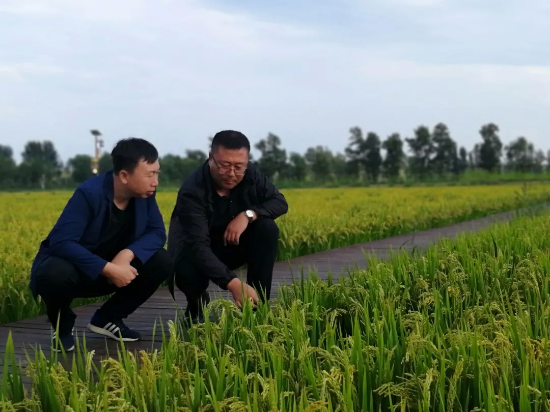 走进前郭灌区国营红光农场水稻试验田及绿色防控示范区