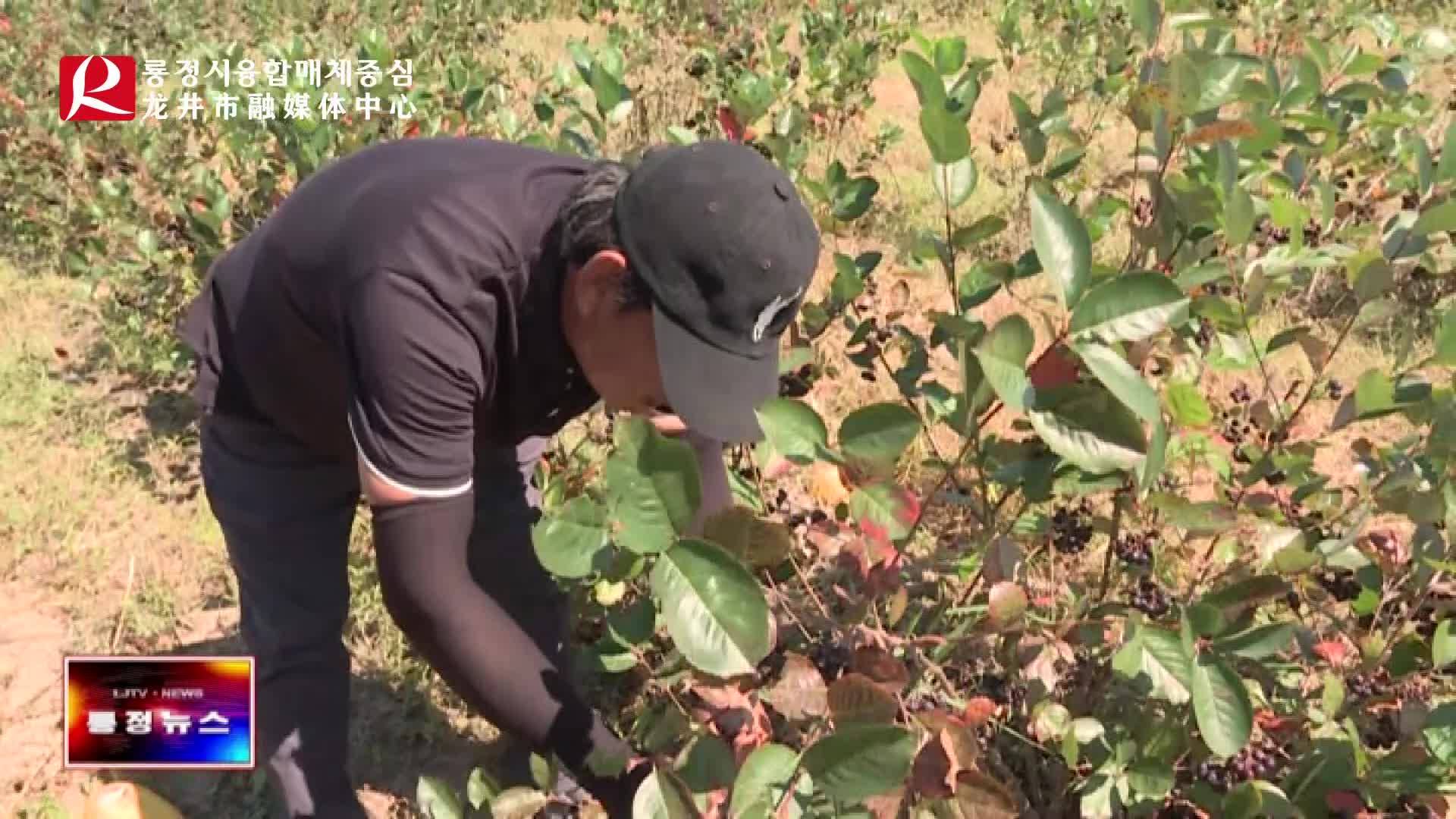 【룡정뉴스】룡정 아로니아 대풍작 거두어