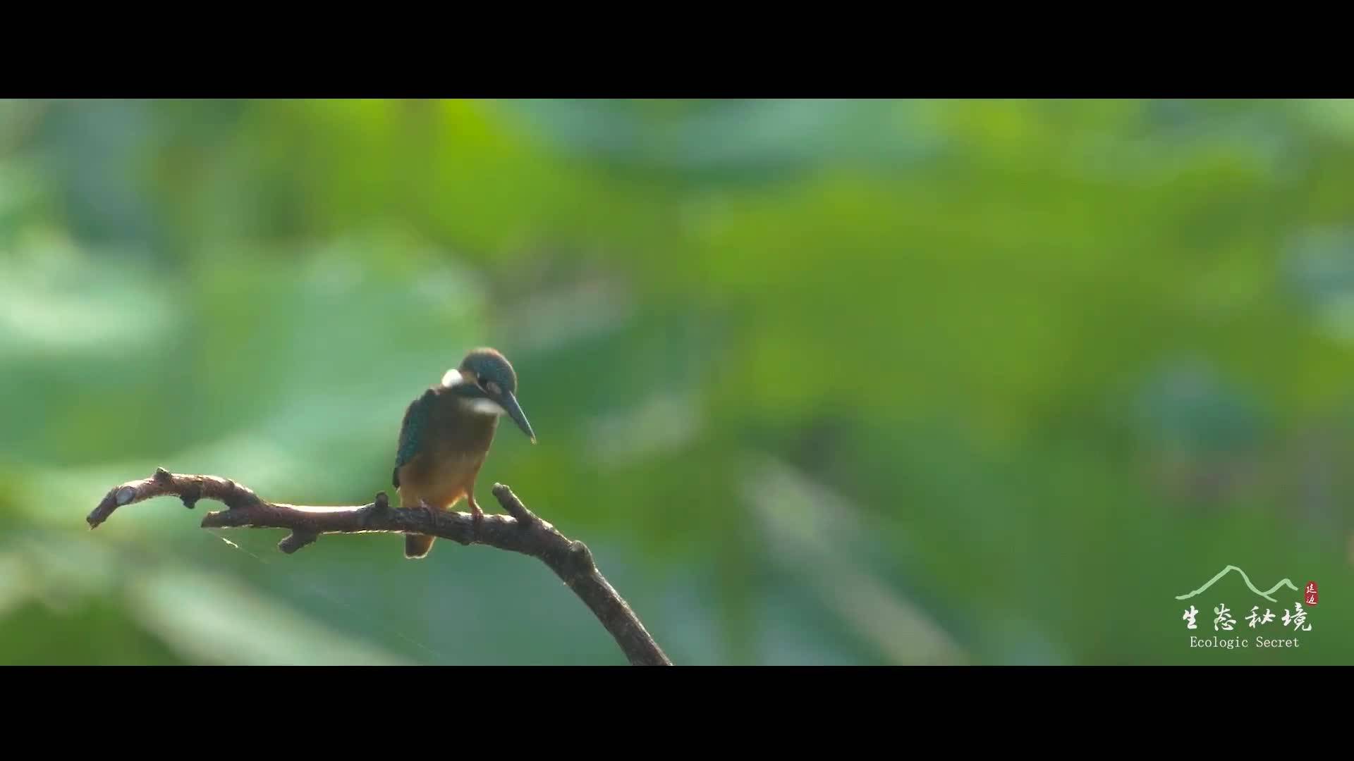 【视频】美丽中国·鲜到延边！河畔小精灵，翠色惹人爱！