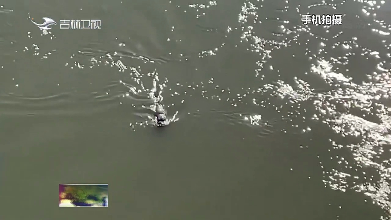 珲春：图们江中来了只海豹