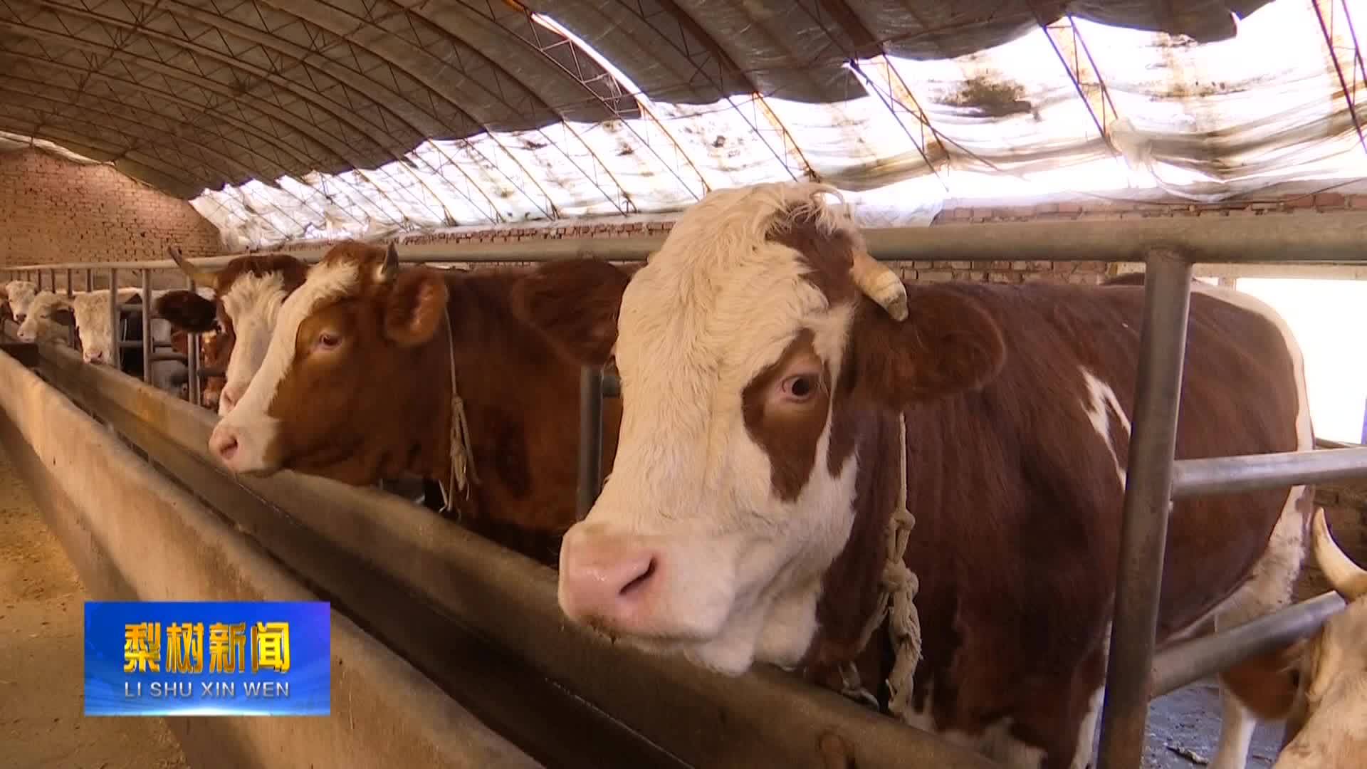 曾范涛深入乡镇调研肉牛养殖情况