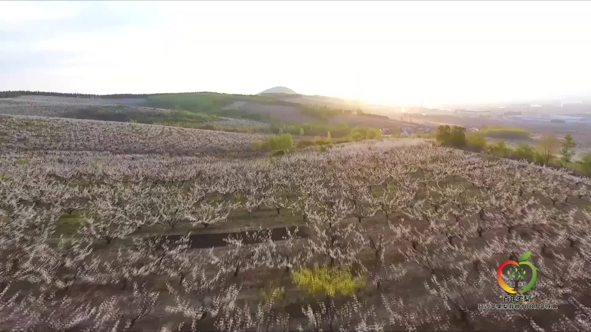 苹果梨，托起百年梦想