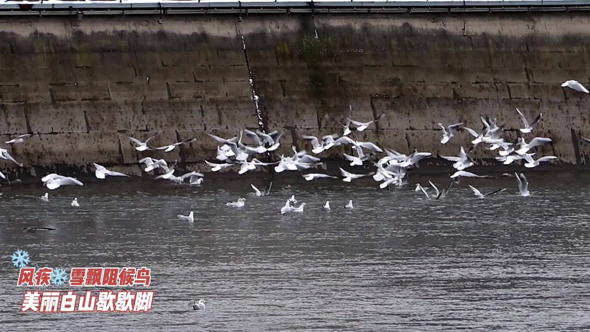 风疾雪飘阻候鸟 美丽白山歇歇脚