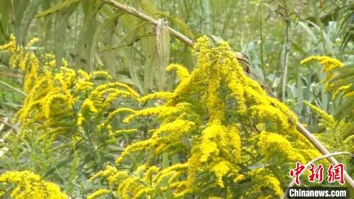 又一地出现！看到“加拿大一枝黄花”请立即上报