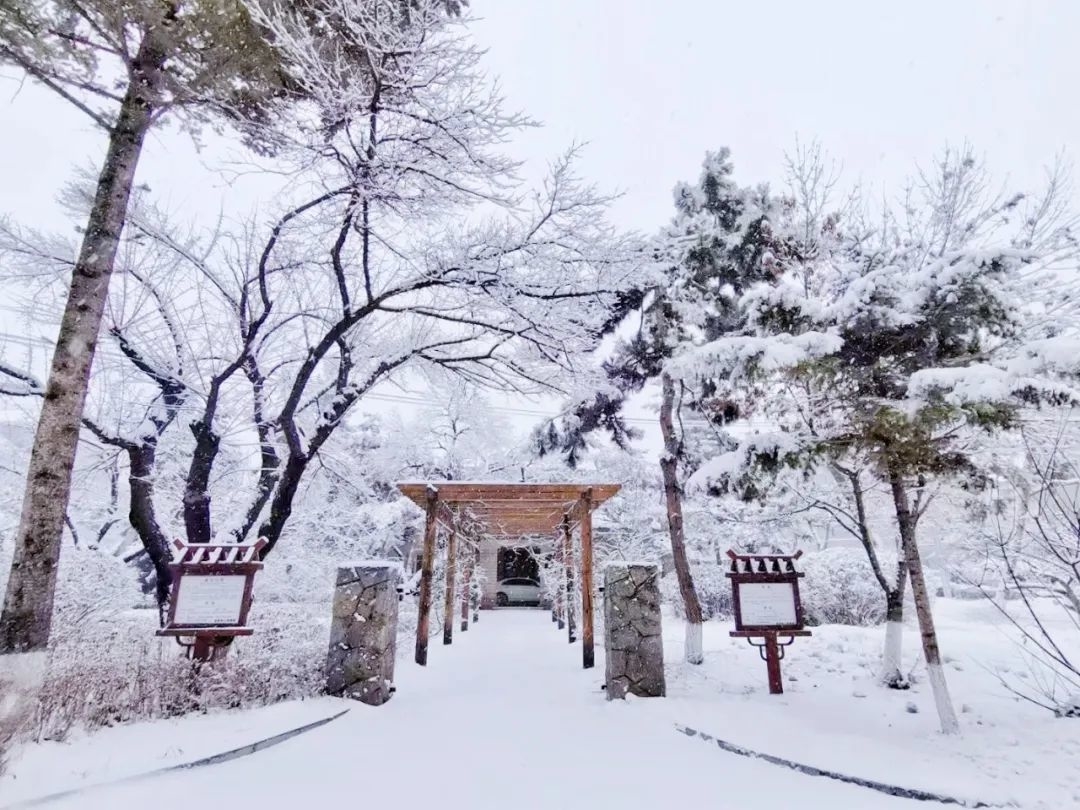 龙井市这雪景，太美了！