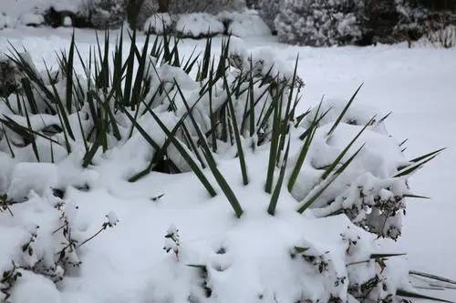 【天气】雪雪雪雪雪雪雪~明天下雪了~~！！