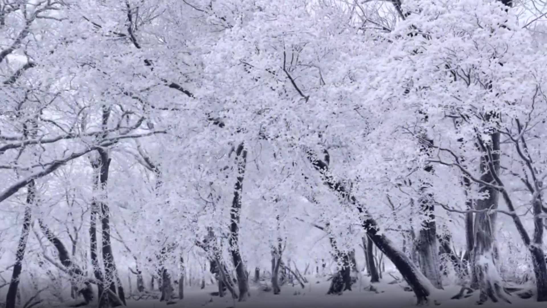 辉南：雪落随风不厌  看这才是冬天最好的留白！