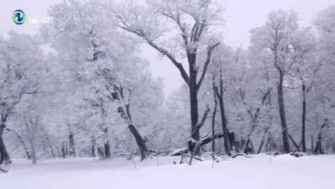 辉南县：漫天飞雪 万树琼花